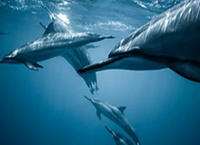 HTHSports：引领运动潮流的全新体验